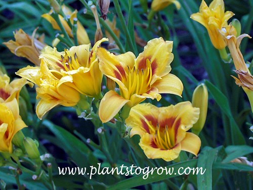 Black Eyed Stella (Hemerocallis) 
13 inches
3 inch flowers, early, rebloom
golden yellow with dark red eyezone and yellow gold throat 
Roberson, 1989